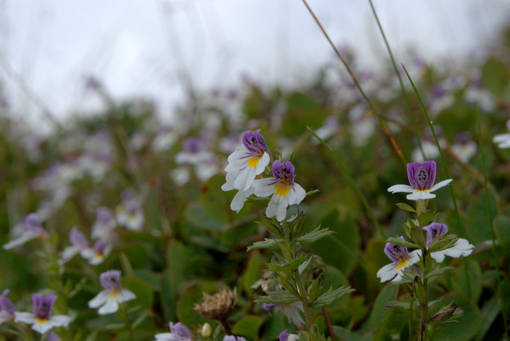 euphrasia?