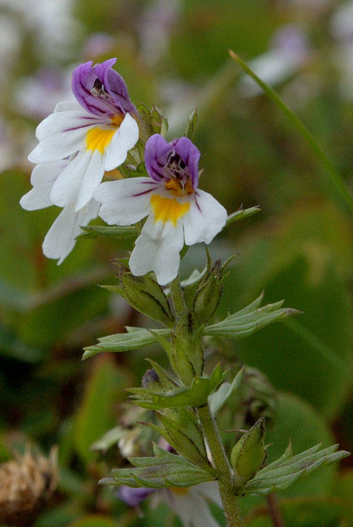 euphrasia?