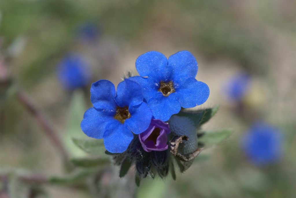 Alkanna tinctoria  / Arganetta azzurra