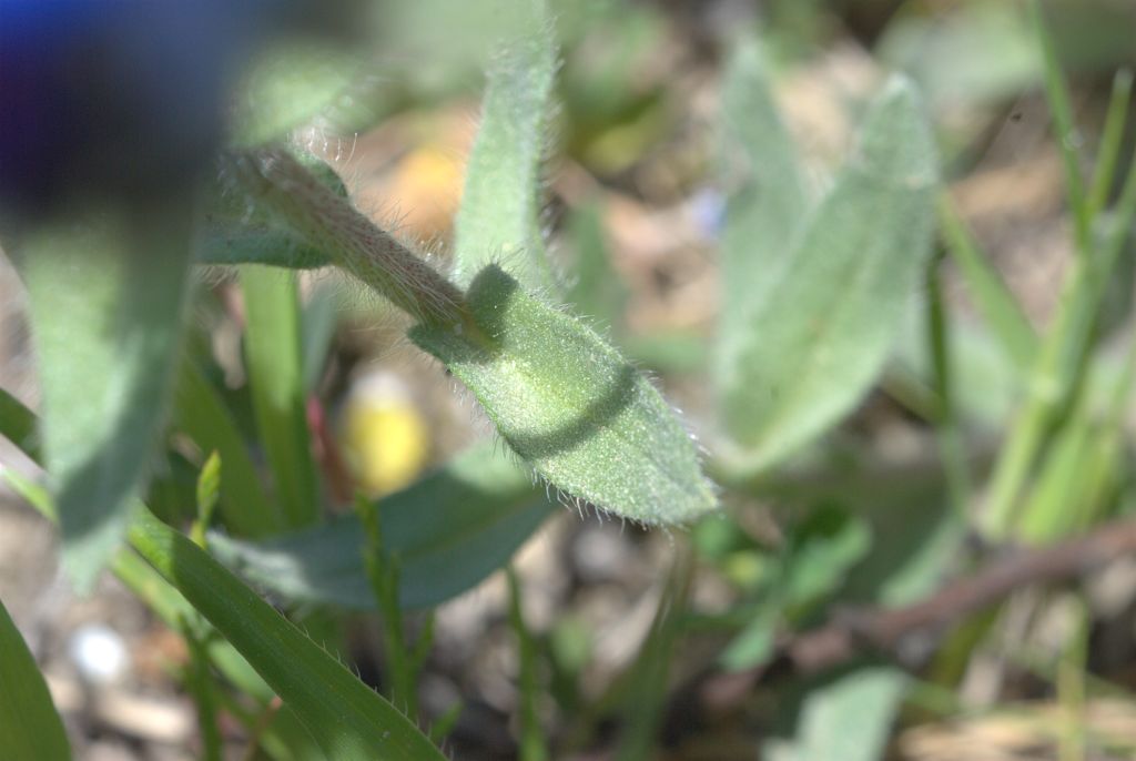 Alkanna tinctoria  / Arganetta azzurra