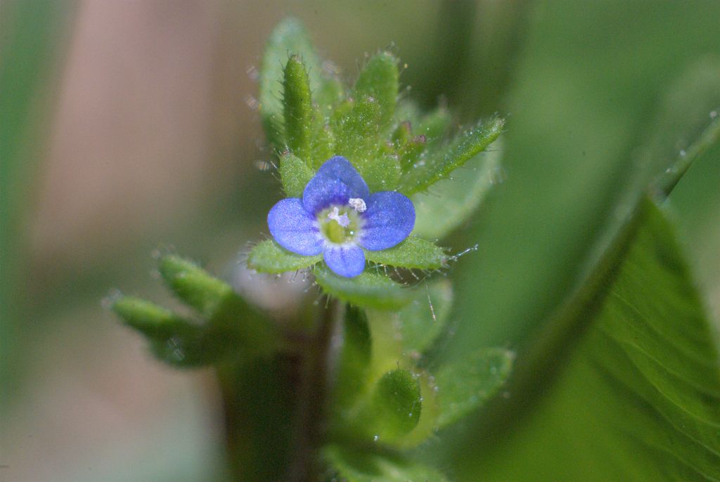 Veronica arvensis / Veronica dei campi