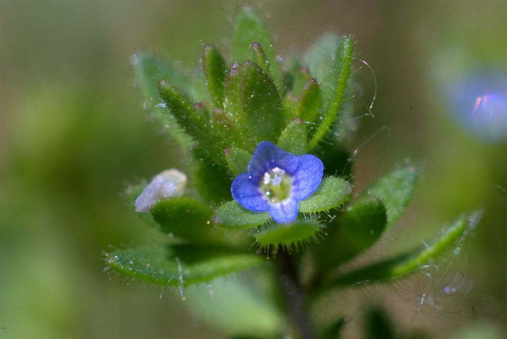 Veronica arvensis / Veronica dei campi