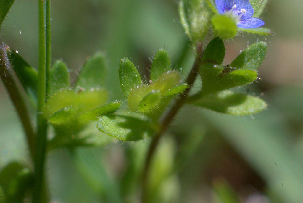 Veronica arvensis / Veronica dei campi