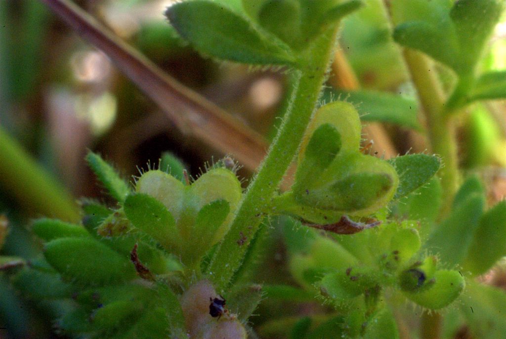 Veronica arvensis / Veronica dei campi