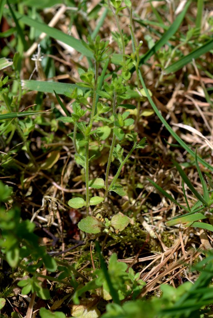 Veronica arvensis / Veronica dei campi