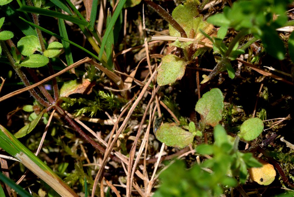 Veronica arvensis / Veronica dei campi