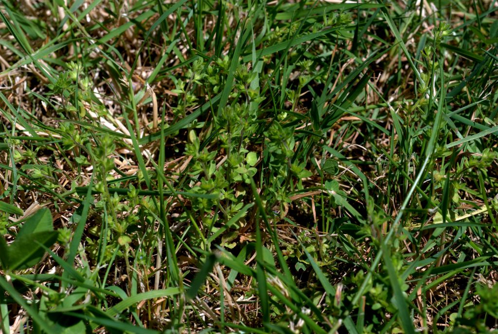 Veronica arvensis / Veronica dei campi