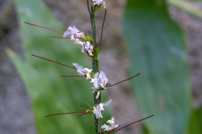 Oplismenus undulatifolius / Miglio a foglie ondulate
