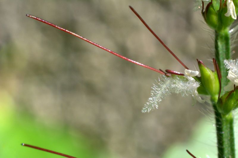 Oplismenus undulatifolius / Miglio a foglie ondulate
