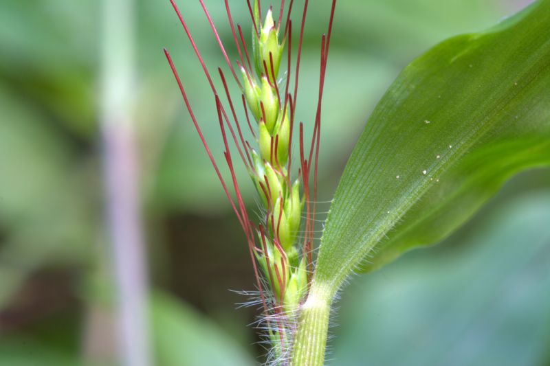 Oplismenus undulatifolius / Miglio a foglie ondulate