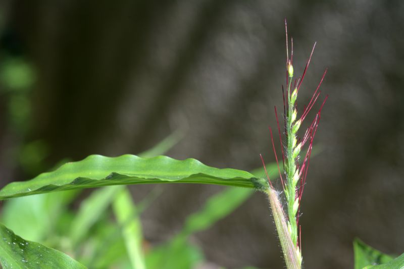 Oplismenus undulatifolius / Miglio a foglie ondulate