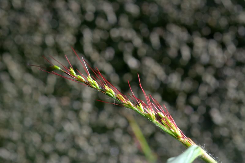 Oplismenus undulatifolius / Miglio a foglie ondulate