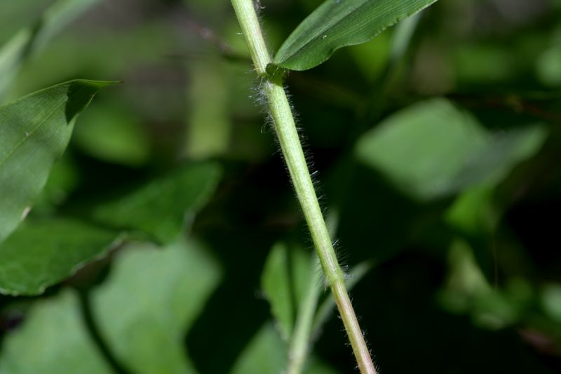 Oplismenus undulatifolius / Miglio a foglie ondulate