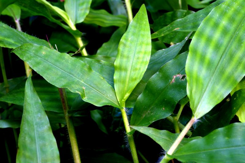Oplismenus undulatifolius / Miglio a foglie ondulate