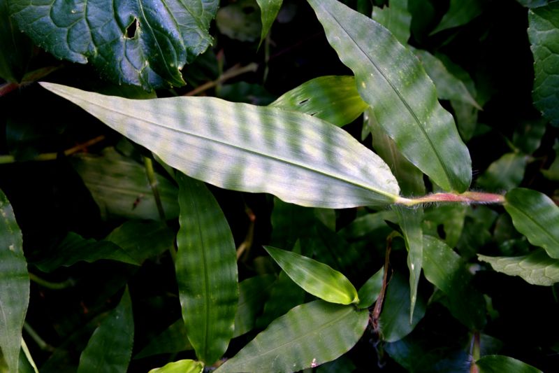 Oplismenus undulatifolius / Miglio a foglie ondulate