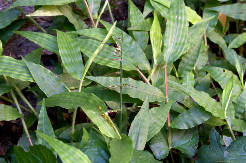 Oplismenus undulatifolius / Miglio a foglie ondulate