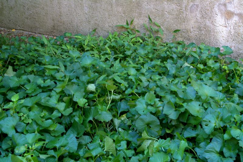 Oplismenus undulatifolius / Miglio a foglie ondulate