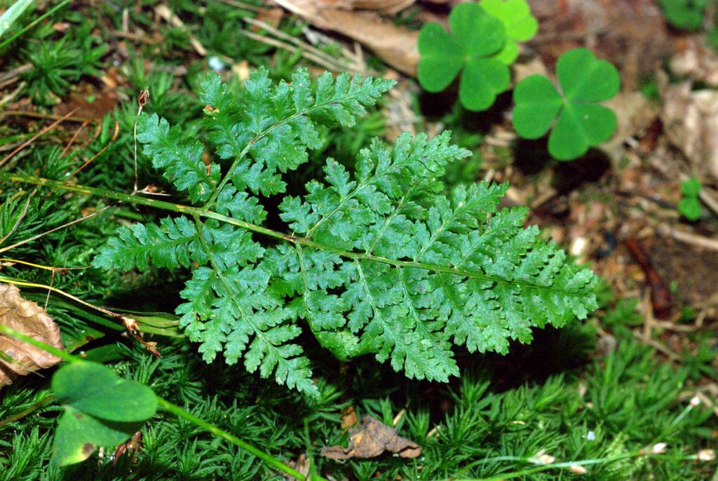 Dryopteris carthusiana / Felce certosina