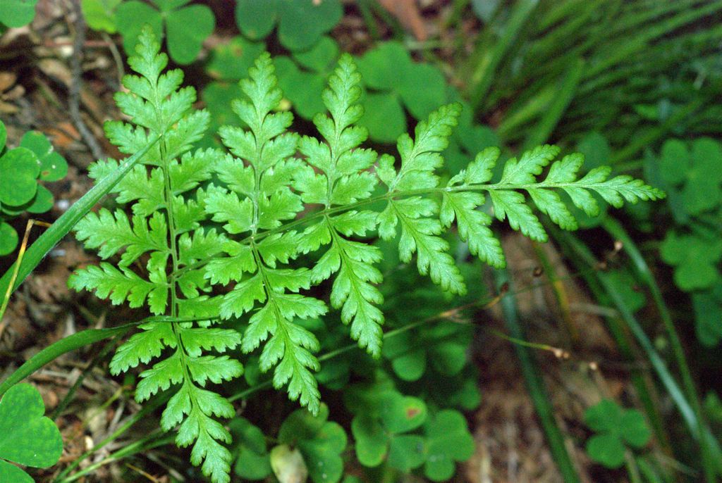 Dryopteris carthusiana / Felce certosina