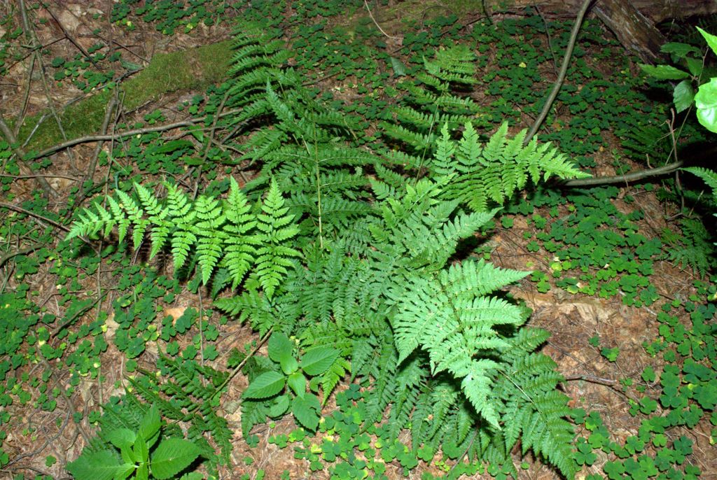 Dryopteris carthusiana / Felce certosina