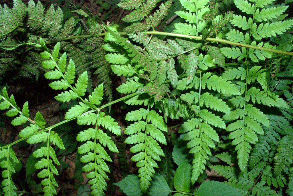 Dryopteris carthusiana / Felce certosina
