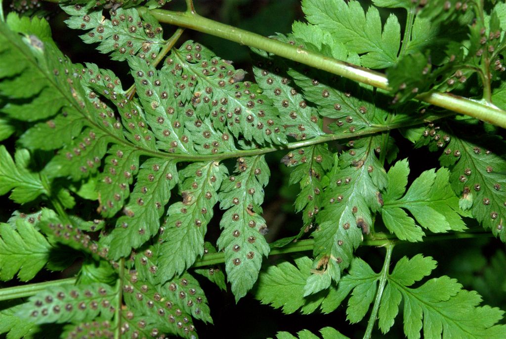 Dryopteris carthusiana / Felce certosina