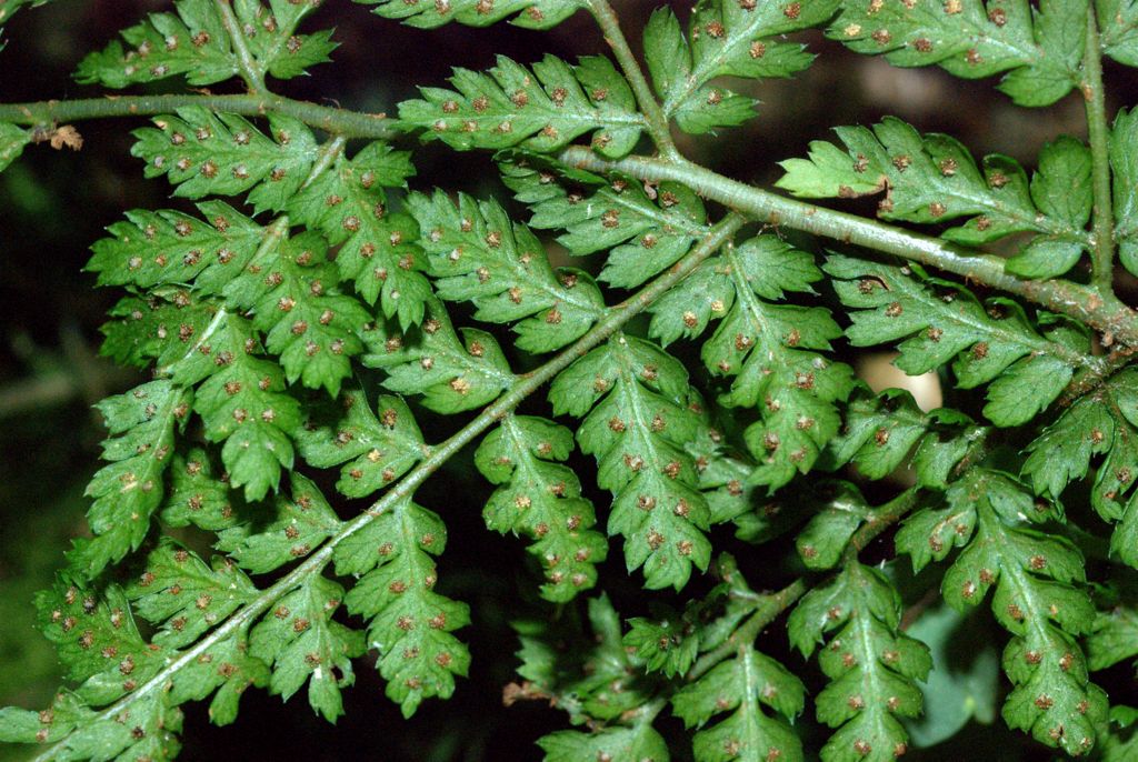 Dryopteris carthusiana / Felce certosina
