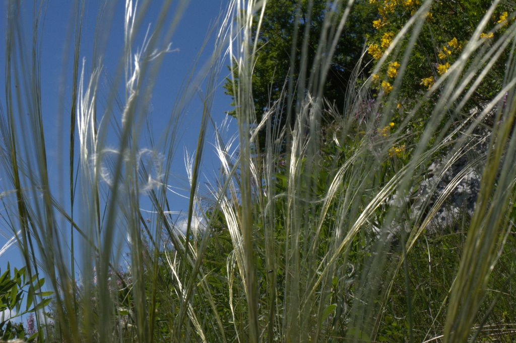 Stipa sp.