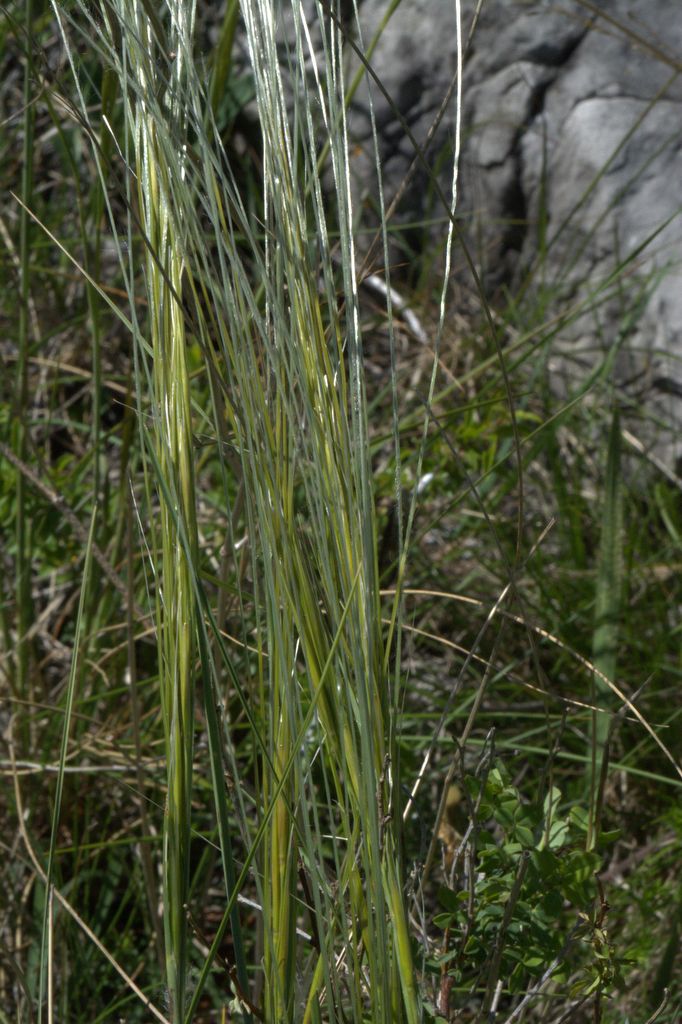 Stipa sp.