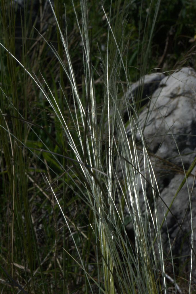 Stipa sp.