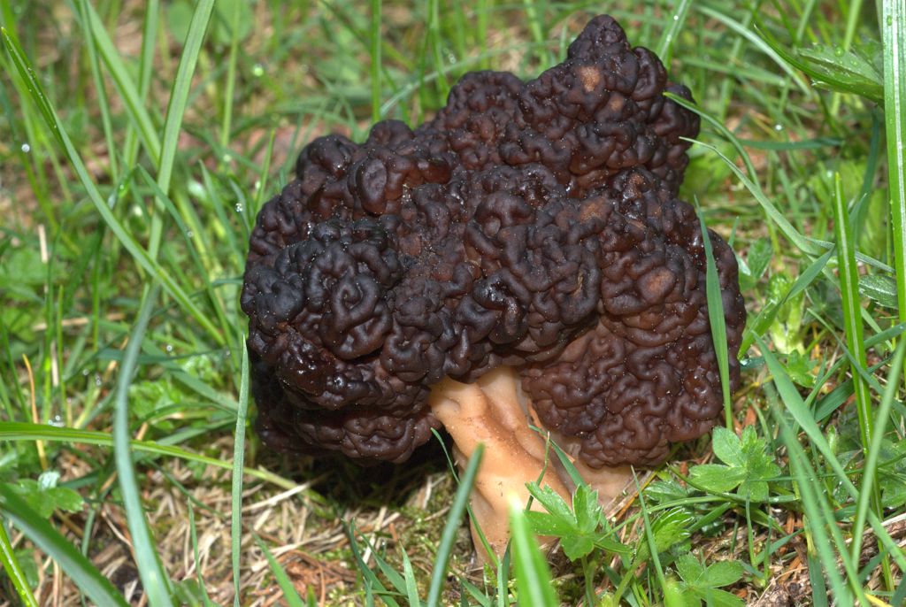 Gyromitra esculenta?