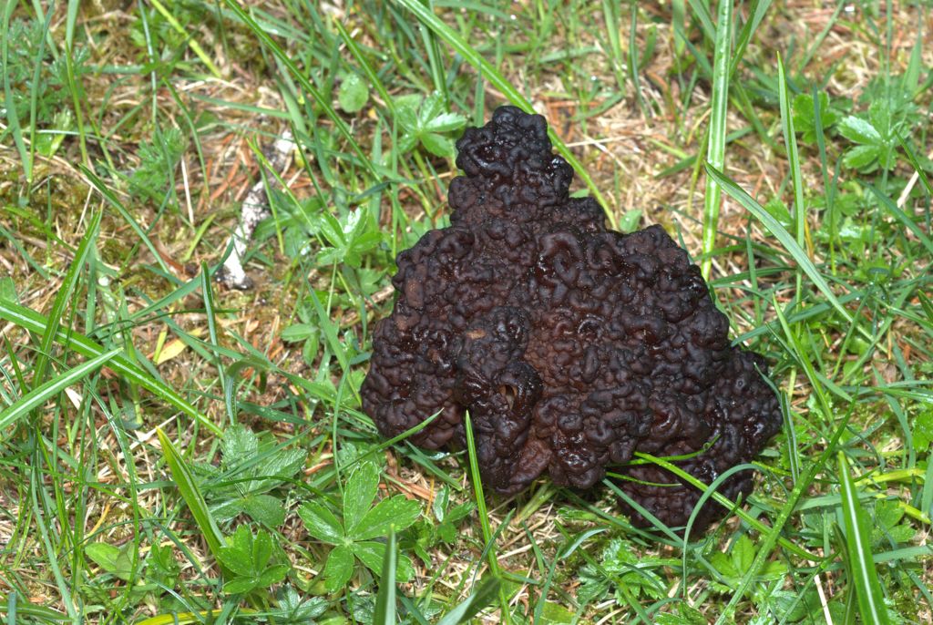 Gyromitra esculenta?
