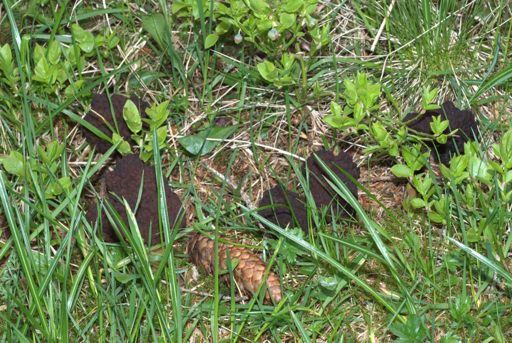 Gyromitra esculenta?