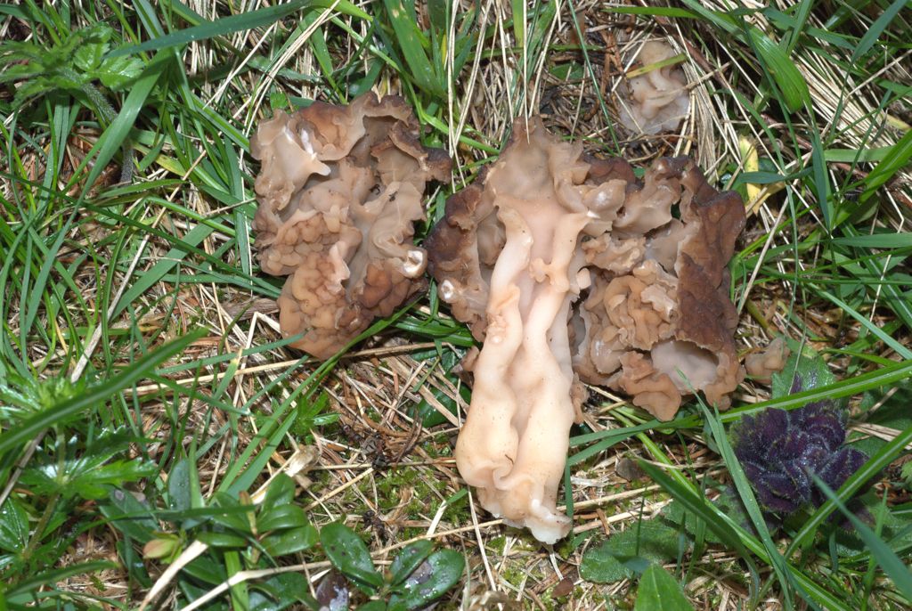Gyromitra esculenta?