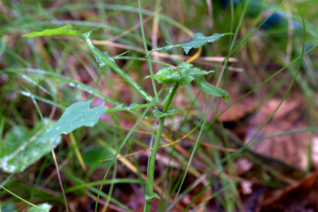 Mycelis muralis (=Lactuca muralis) / Lattuga dei boschi