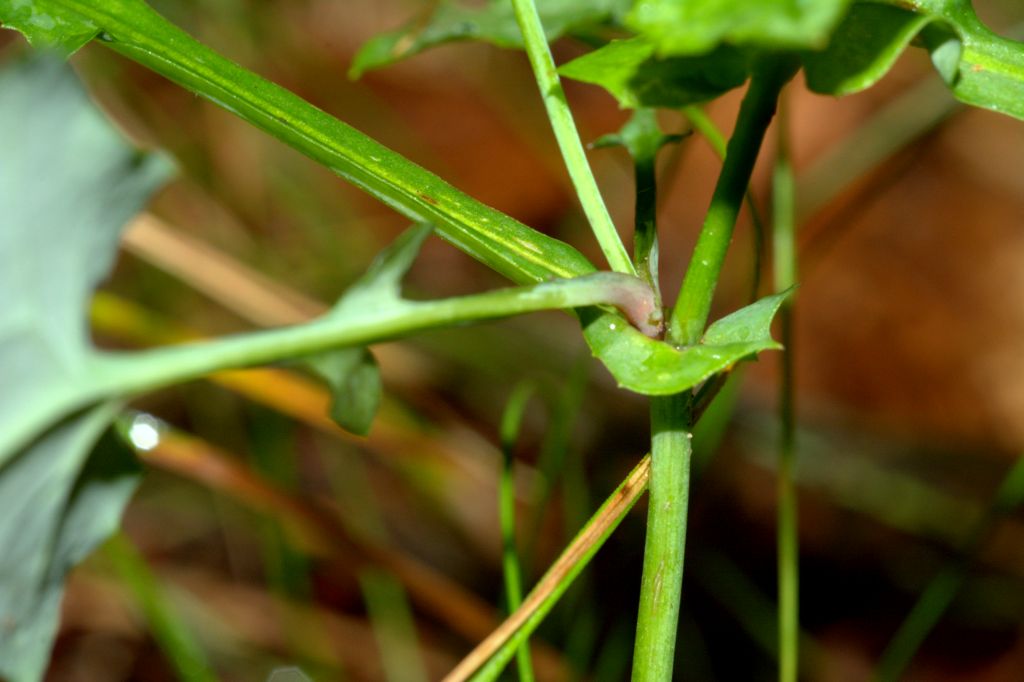 Mycelis muralis (=Lactuca muralis) / Lattuga dei boschi