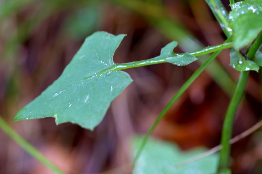 Mycelis muralis (=Lactuca muralis) / Lattuga dei boschi