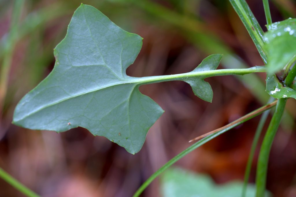 Mycelis muralis (=Lactuca muralis) / Lattuga dei boschi