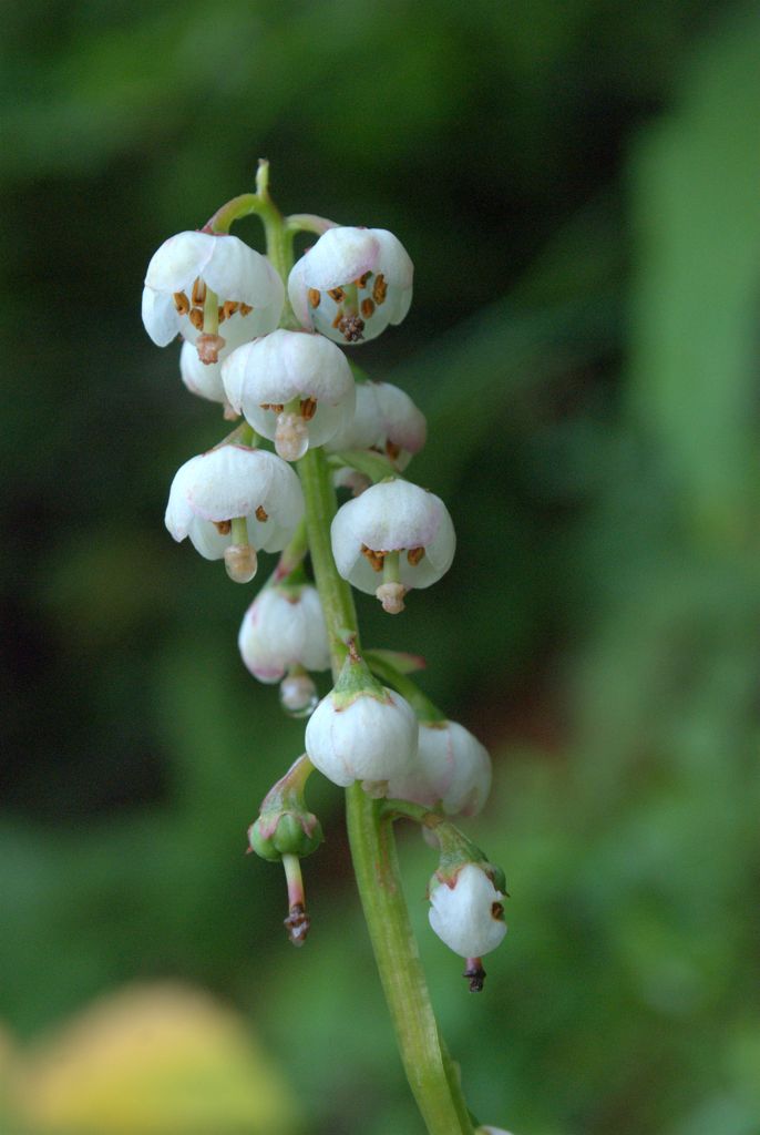 Pyrola minor?