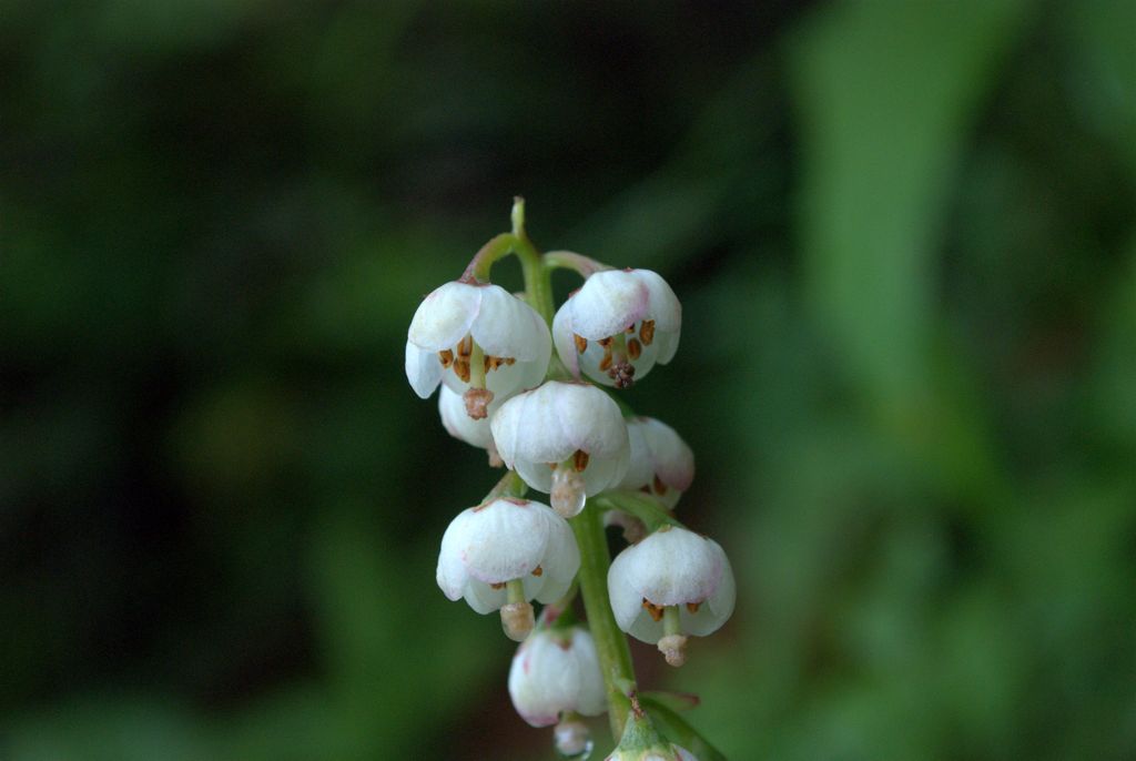 Pyrola minor?