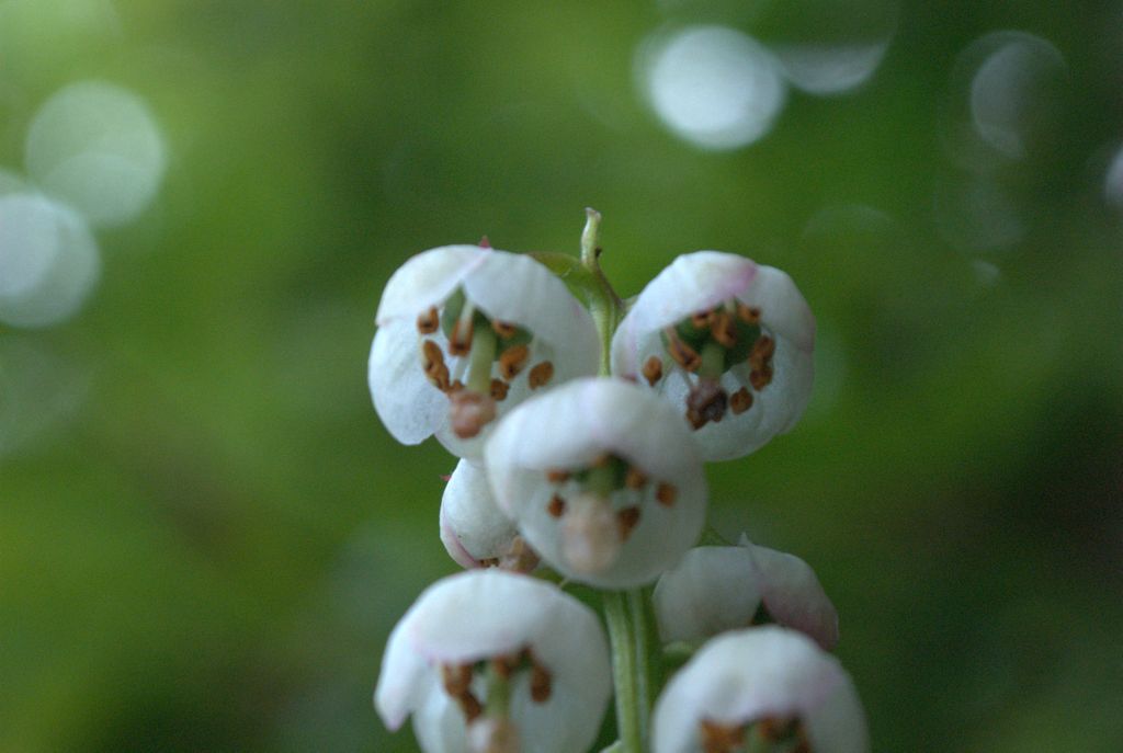 Pyrola minor?