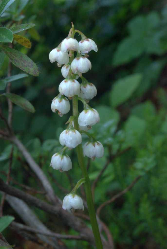Pyrola minor?