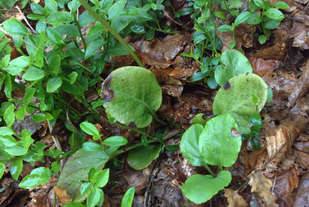 Pyrola minor?
