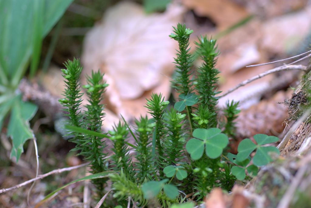 Huperzia selago / Licopodio abietino