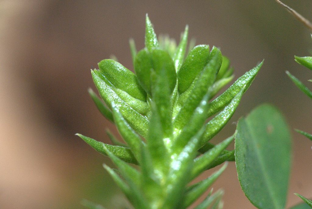 Huperzia selago / Licopodio abietino