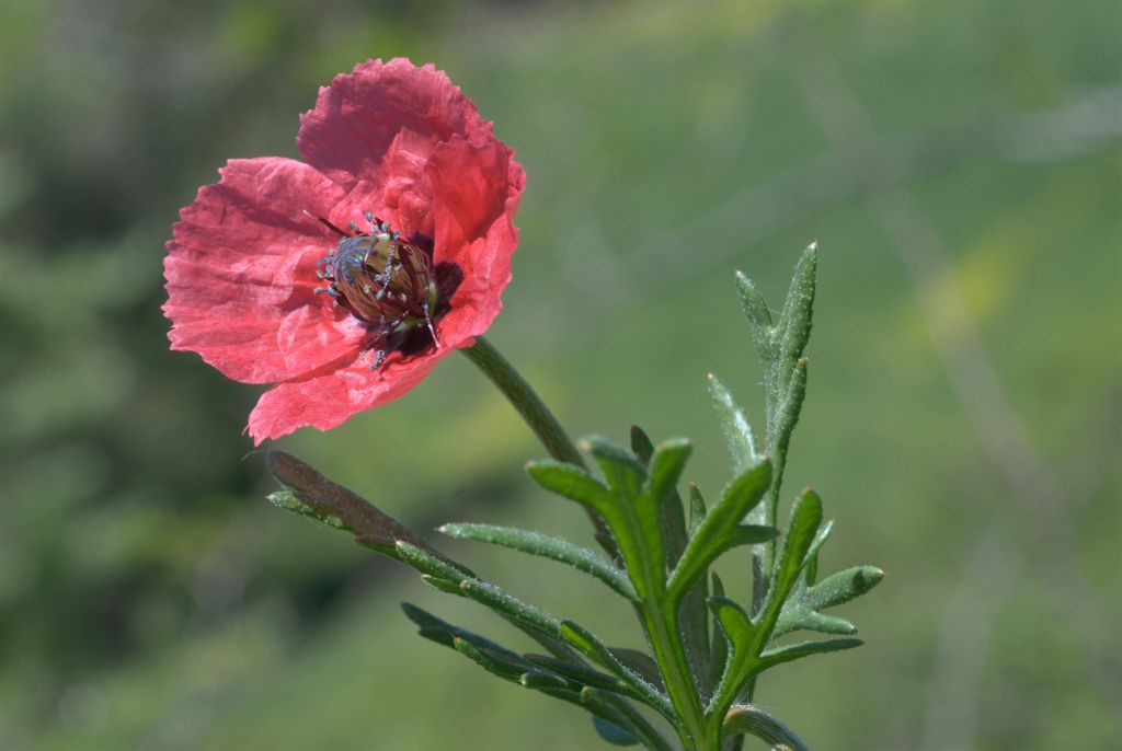 Papaver hybridum / Papavero spinoso