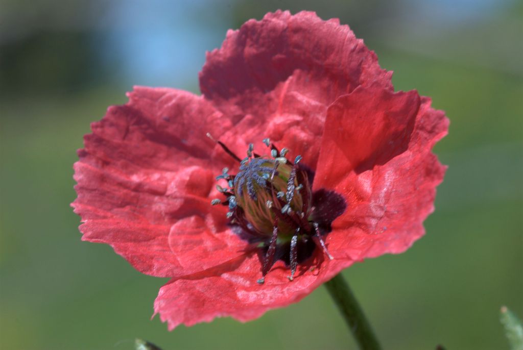 Papaver hybridum / Papavero spinoso