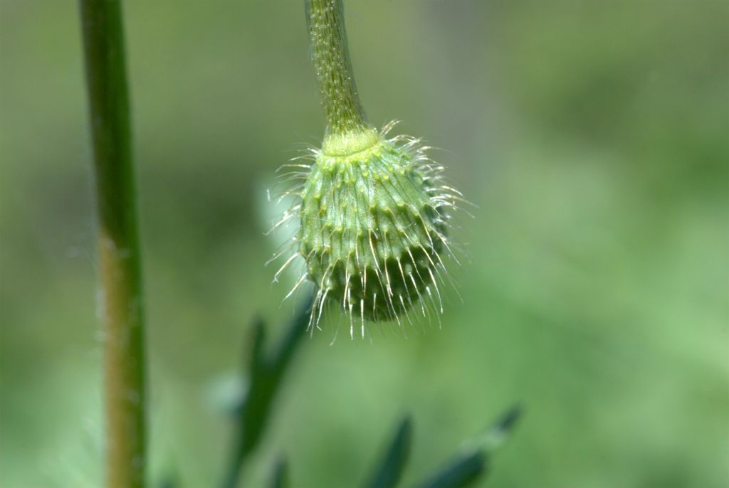 Papaver hybridum / Papavero spinoso