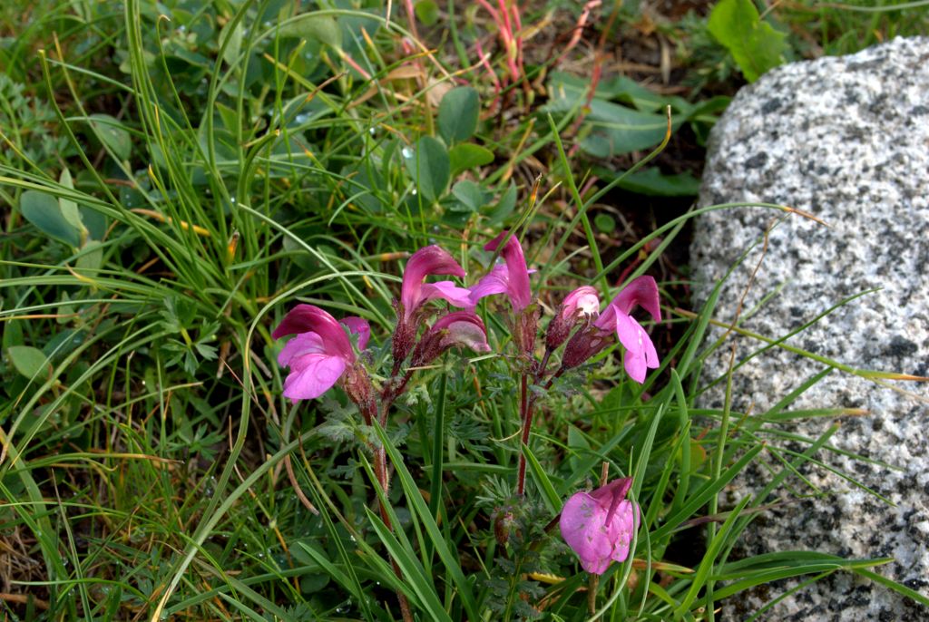 Pedicularis kerneri?