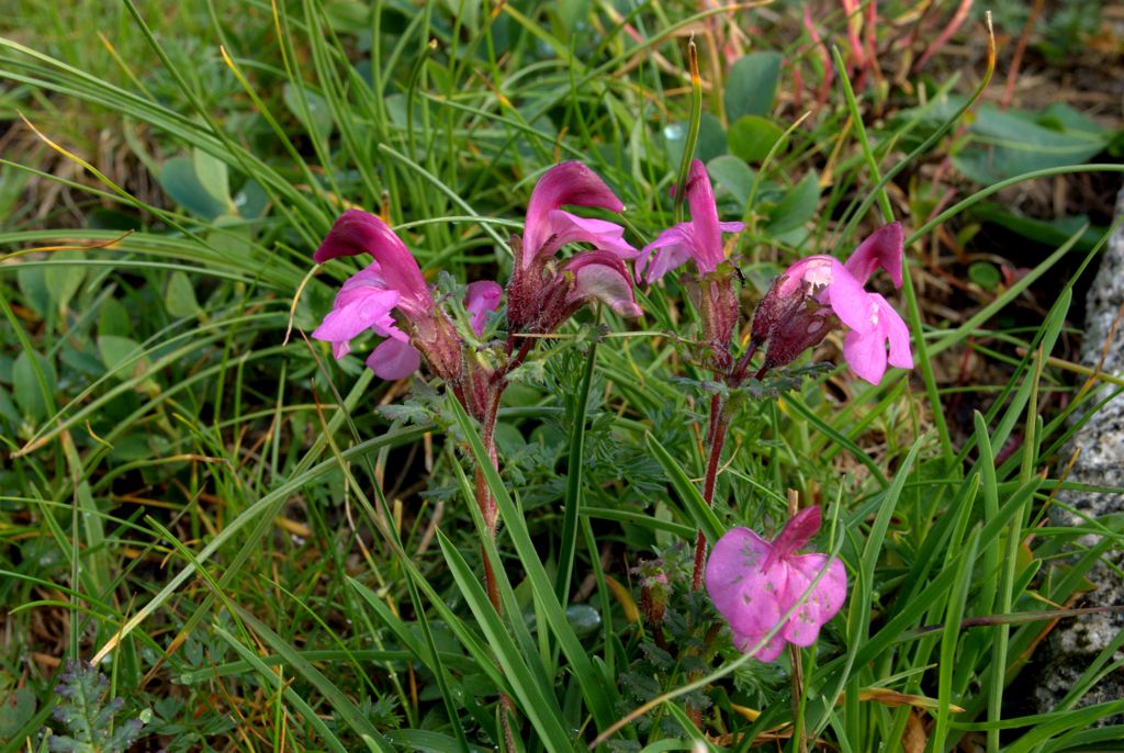 Pedicularis kerneri?